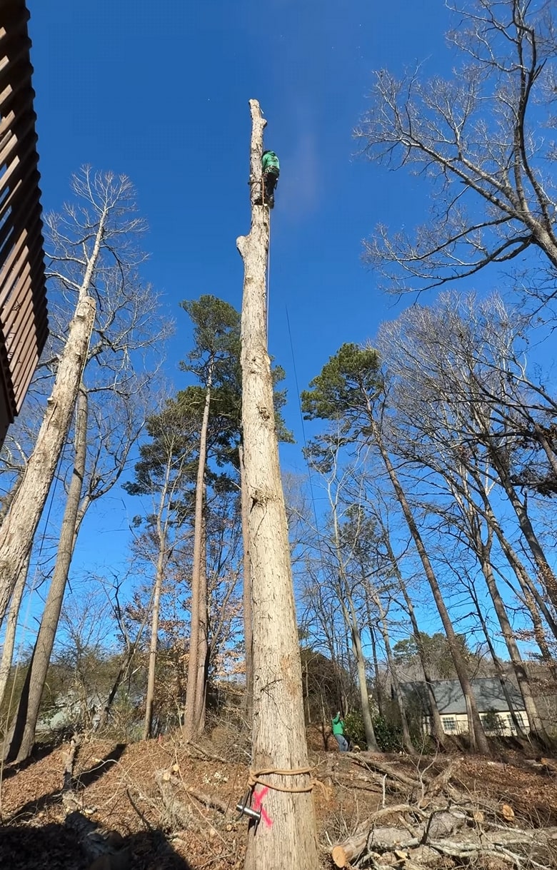 Tree Removal in Johns Creek, GA