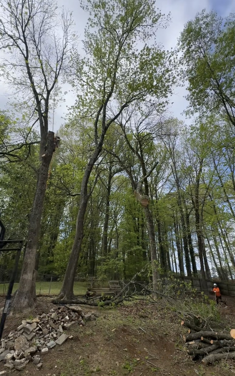 Tree removal crew working on large trees with professional equipment