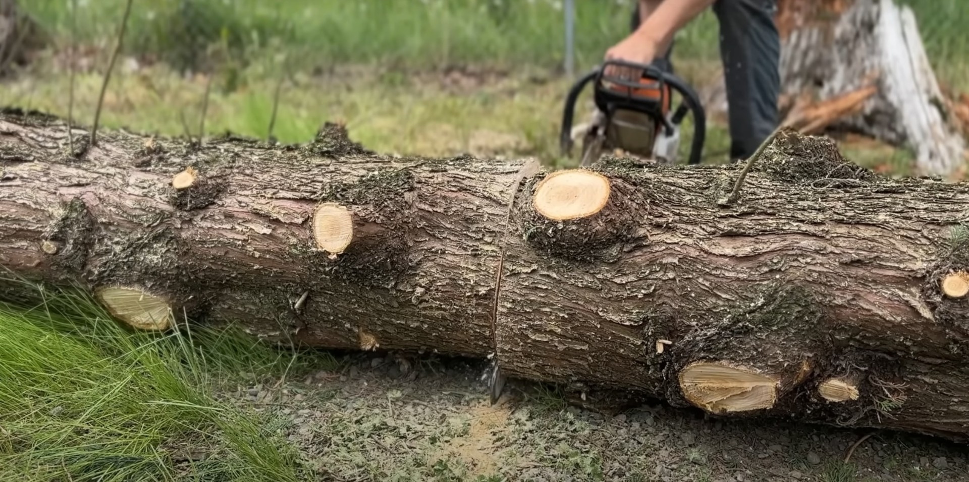 Close-up of freshly cut tree logs showing professional chainsaw work and wood texture