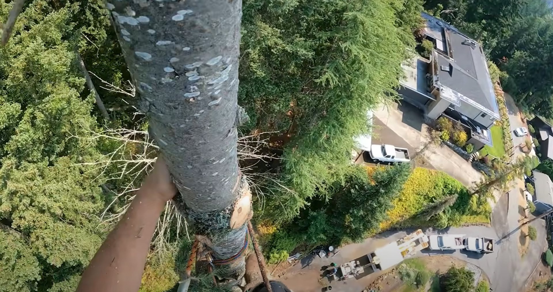 Aerial view of professional tree trimming operation with safety equipment and crane
