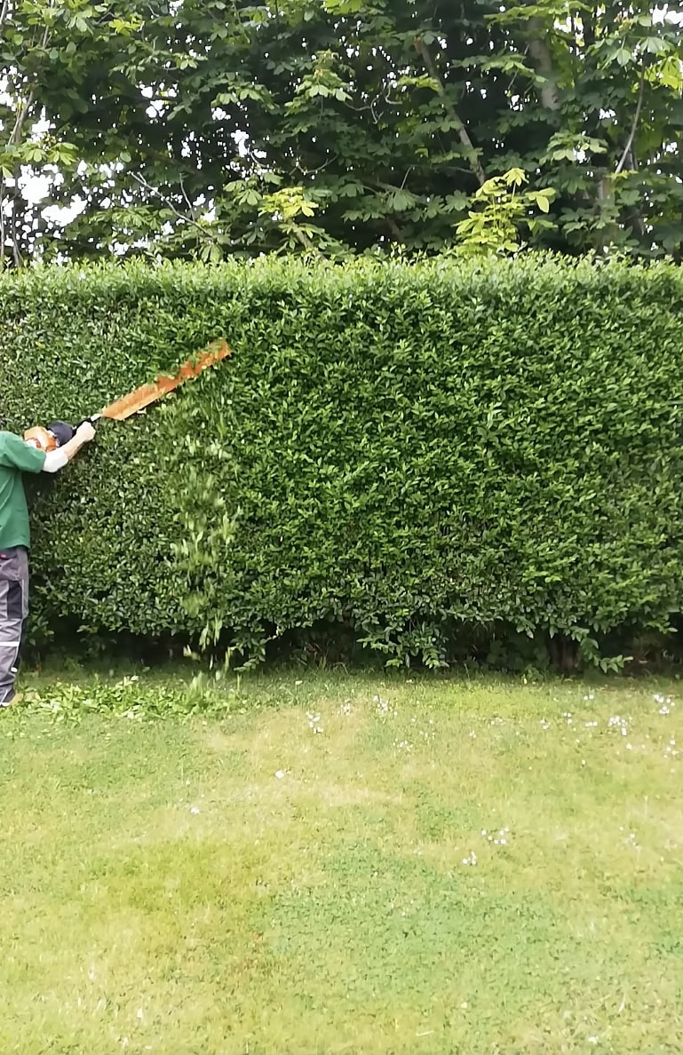 Professional hedge trimming service maintaining large residential hedge with precision tools