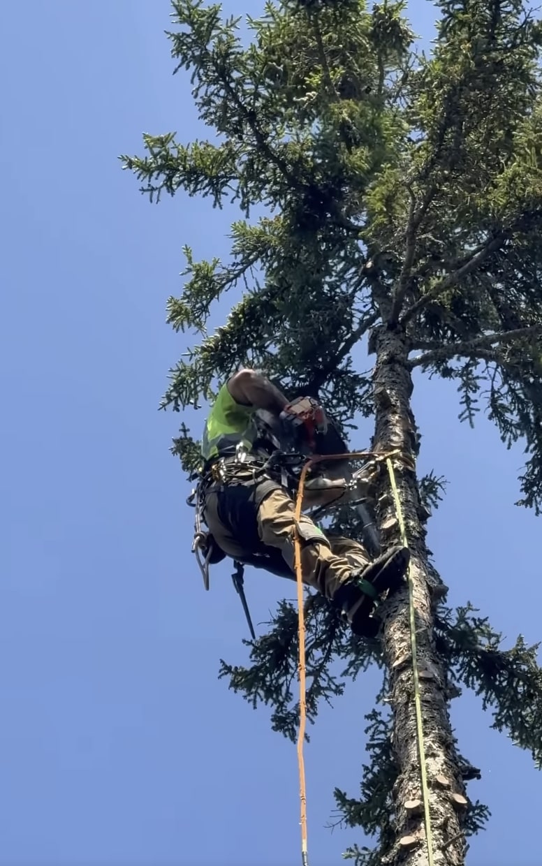 Professional tree trimming service in Johns Creek Professional arborist performing precision tree trimming high in tree canopy