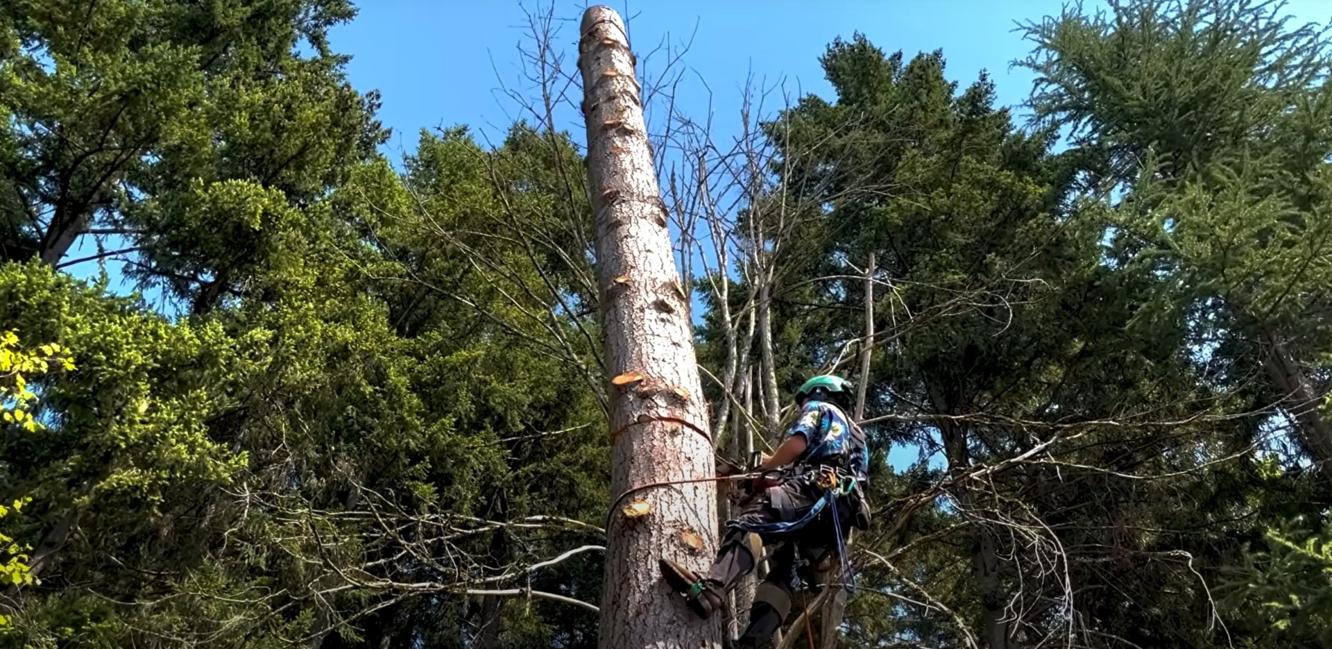 Certified arborist climbing tall tree for safe branch removal
