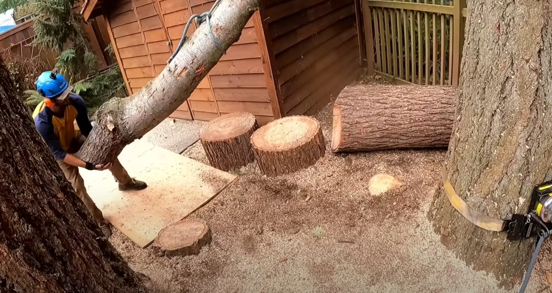 Professional tree cutting and stump preparation Tree service professionals cutting large tree trunk into sections with chainsaw