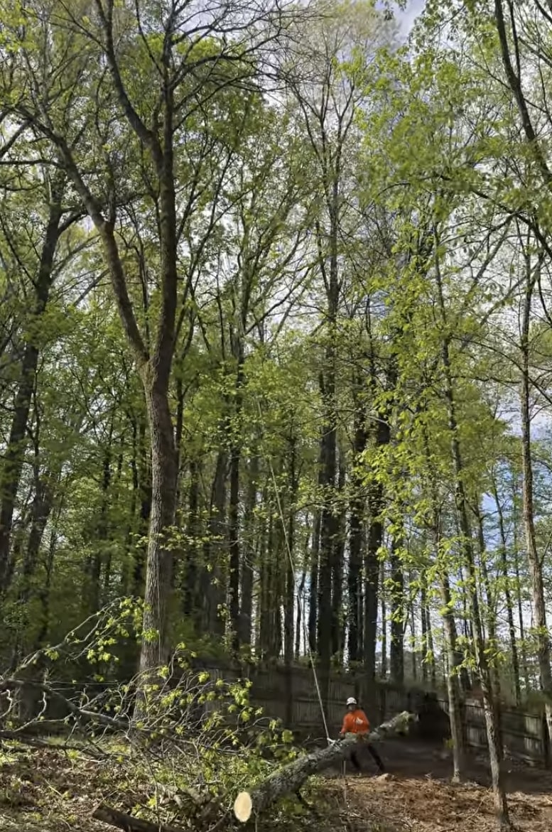 Professional tree trimming in dense forest area with safety protocols